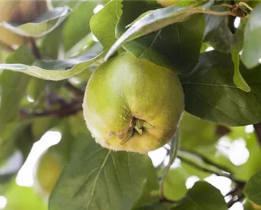 Obst- und Beerensträucher