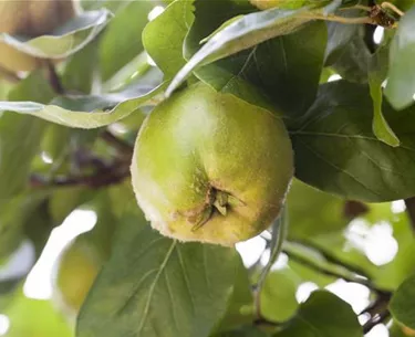 Obst- und Beerensträucher