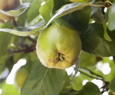 Obst- und Beerensträucher