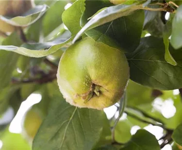Obst- und Beerensträucher