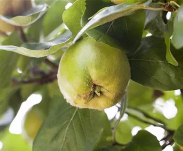 Obst- und Beerensträucher