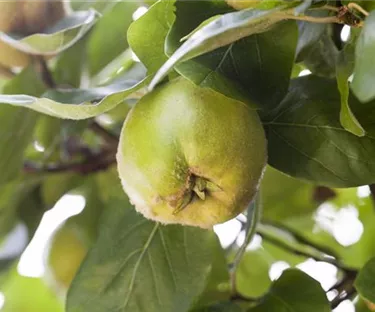 Obst- und Beerensträucher
