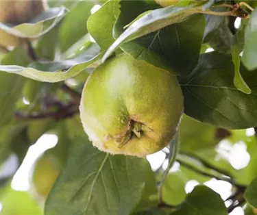 Obst- und Beerensträucher