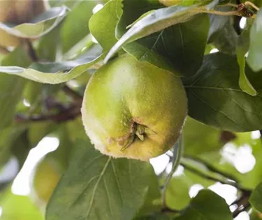 Obst- und Beerensträucher