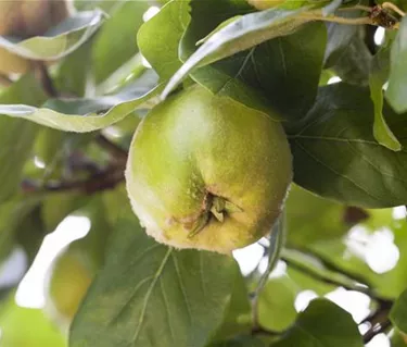 Obst- und Beerensträucher