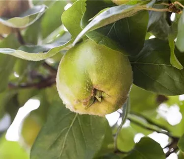 Obst- und Beerensträucher
