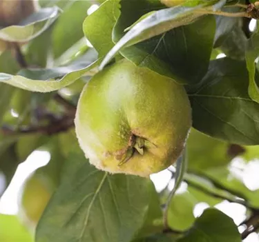 Obst- und Beerensträucher