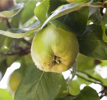 Obst- und Beerensträucher
