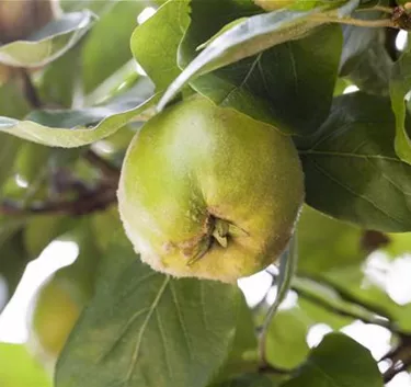 Obst- und Beerensträucher