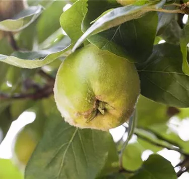 Obst- und Beerensträucher