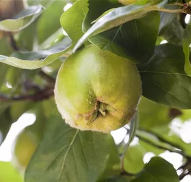 Obst- und Beerensträucher