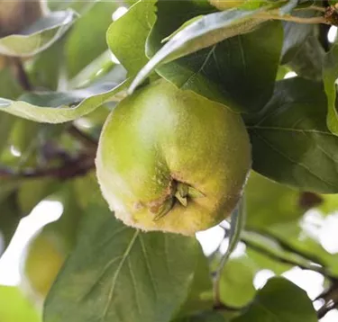 Obst- und Beerensträucher
