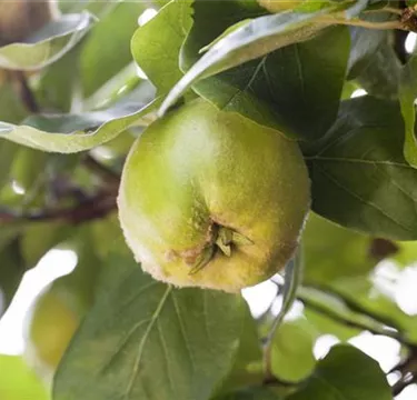 Obst- und Beerensträucher