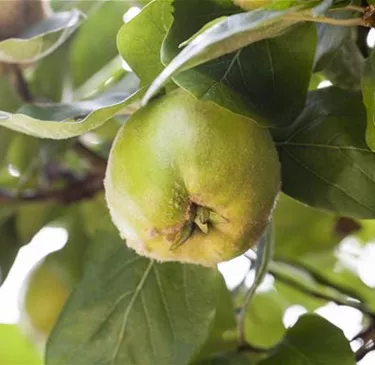 Obst- und Beerensträucher