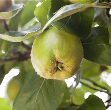 Obst- und Beerensträucher