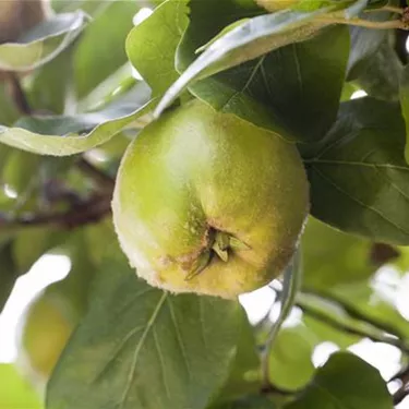 Obst- und Beerensträucher