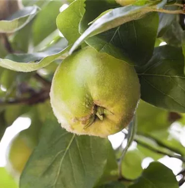 Obst- und Beerensträucher