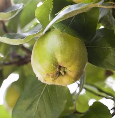 Obst- und Beerensträucher