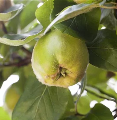 Obst- und Beerensträucher