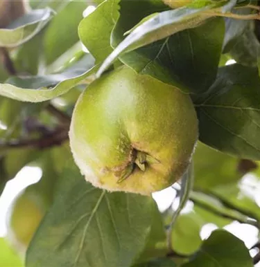 Obst- und Beerensträucher