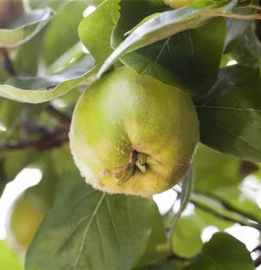 Obst- und Beerensträucher