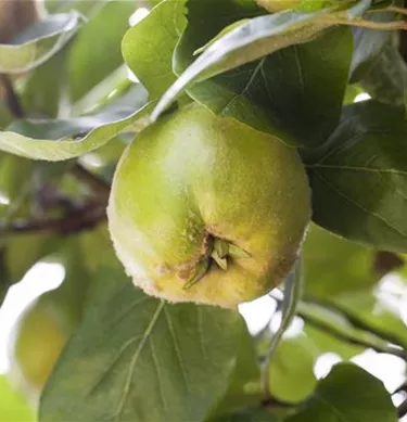 Obst- und Beerensträucher