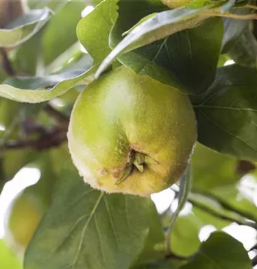 Obst- und Beerensträucher