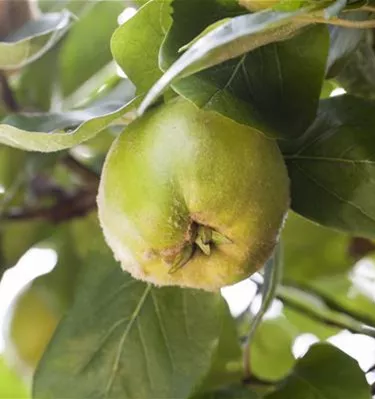 Obst- und Beerensträucher