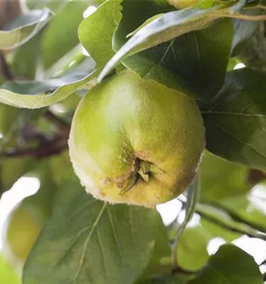 Obst- und Beerensträucher