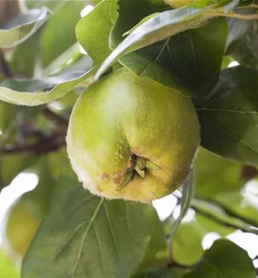 Obst- und Beerensträucher