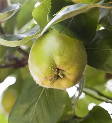 Obst- und Beerensträucher