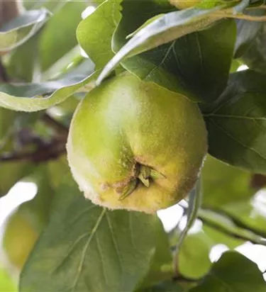 Obst- und Beerensträucher