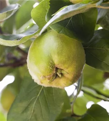 Obst- und Beerensträucher