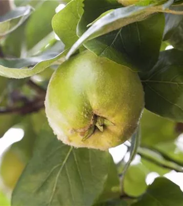 Obst- und Beerensträucher