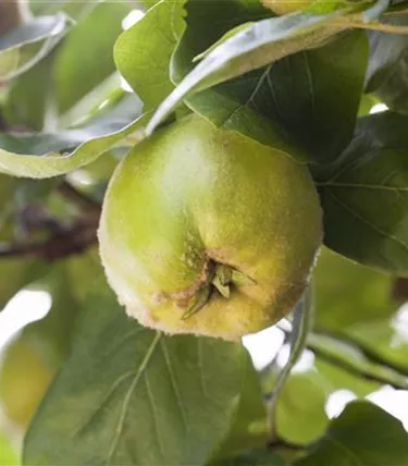 Obst- und Beerensträucher