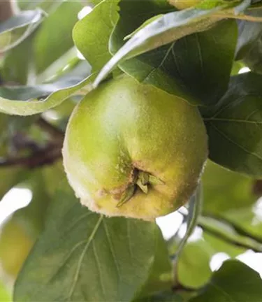 Obst- und Beerensträucher