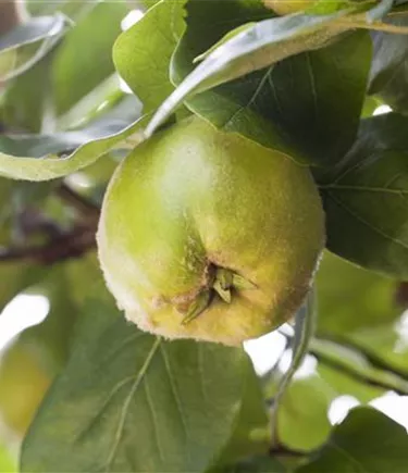 Obst- und Beerensträucher