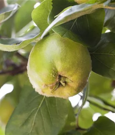 Obst- und Beerensträucher