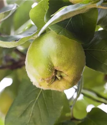 Obst- und Beerensträucher