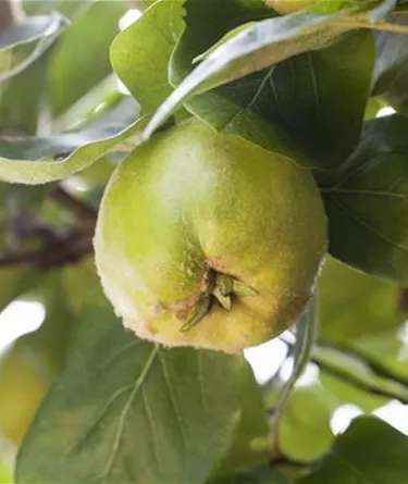 Obst- und Beerensträucher