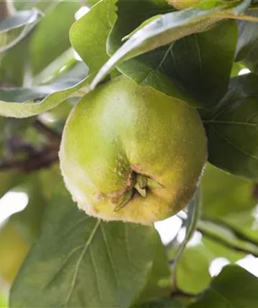 Obst- und Beerensträucher