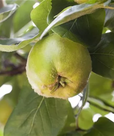 Obst- und Beerensträucher