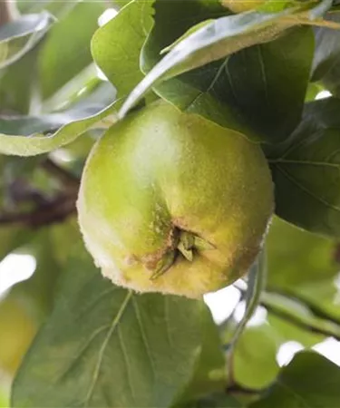 Obst- und Beerensträucher