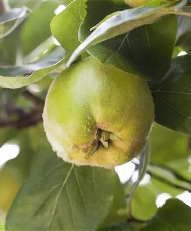 Obst- und Beerensträucher