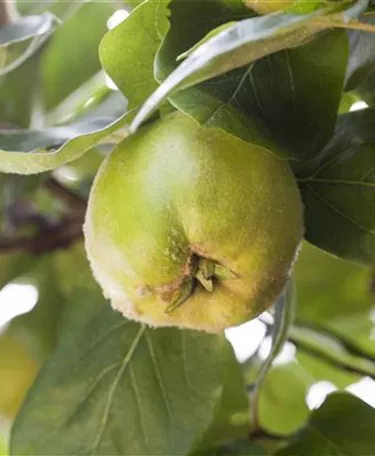 Obst- und Beerensträucher