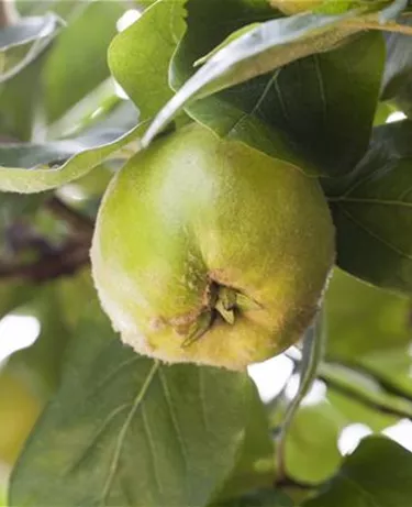 Obst- und Beerensträucher