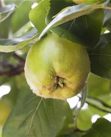 Obst- und Beerensträucher