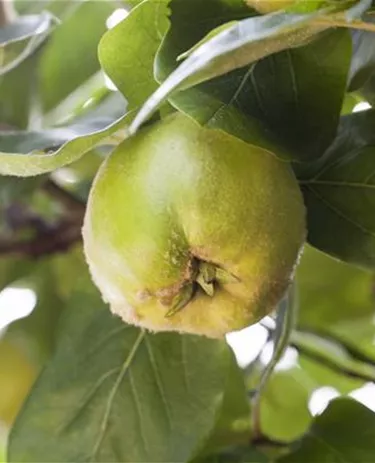 Obst- und Beerensträucher