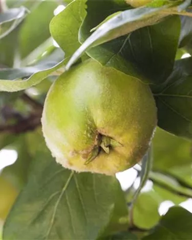 Obst- und Beerensträucher