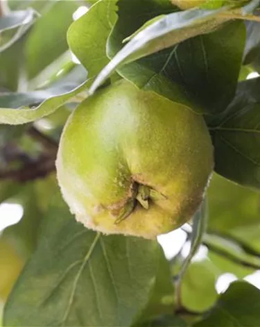Obst- und Beerensträucher